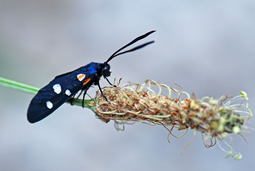 Zygaena ephialtes